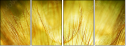 30556275