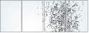 34460464