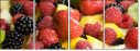 3721630