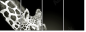 38098957