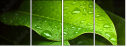 44282430