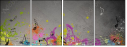 49274954