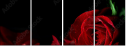 60186592