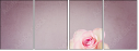 80478191