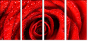 112923652