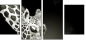 38098957