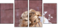 43471205
