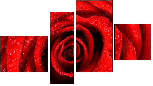 Wet Red Rose Close Up With Water Drops - Vierteiliges Leinwandbild, Viertychon