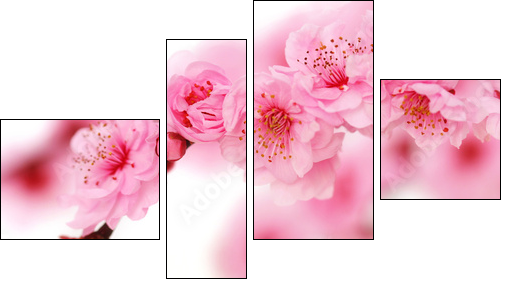 Spring cherry flowers reflected in rendered water - Vierteiliges Leinwandbild, Viertychon