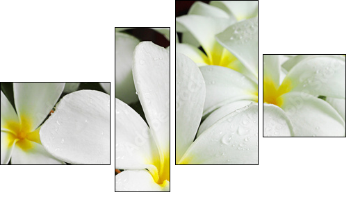 flowers spa - Vierteiliges Leinwandbild, Viertychon