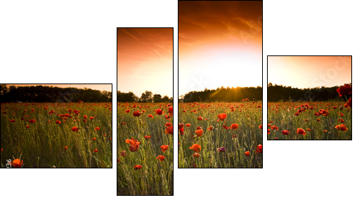 poppies field - Vierteiliges Leinwandbild, Viertychon