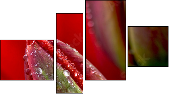 water drop on the tulip - Vierteiliges Leinwandbild, Viertychon