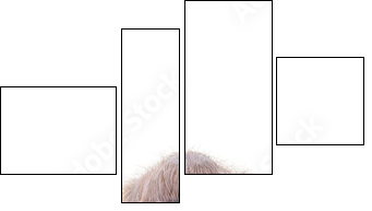 Orang-Utan - Vierteiliges Leinwandbild, Viertychon