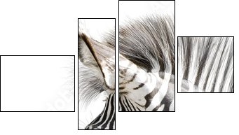 Zebra 001 - Vierteiliges Leinwandbild, Viertychon