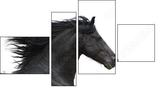 Portrait of galloping frisian horse on white background - Vierteiliges Leinwandbild, Viertychon
