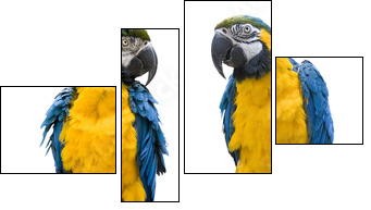 vogel Papagei wd343 - Vierteiliges Leinwandbild, Viertychon