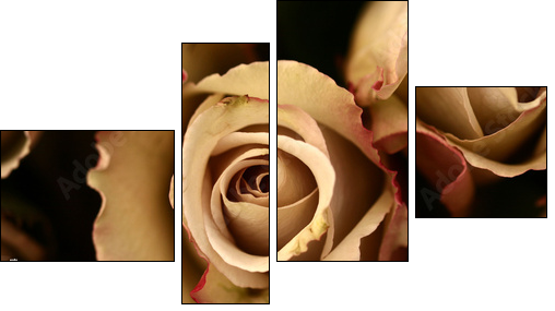 roses flower closeup - Vierteiliges Leinwandbild, Viertychon