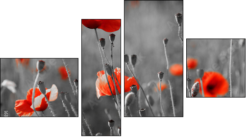 red poppies on  field - Vierteiliges Leinwandbild, Viertychon