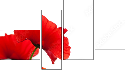 poppies isolated on white background- border angle of page - Vierteiliges Leinwandbild, Viertychon