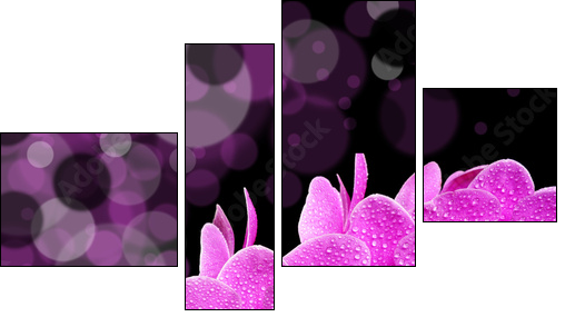 orchid - Vierteiliges Leinwandbild, Viertychon