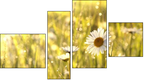 Spring daisies at dawn - Vierteiliges Leinwandbild, Viertychon