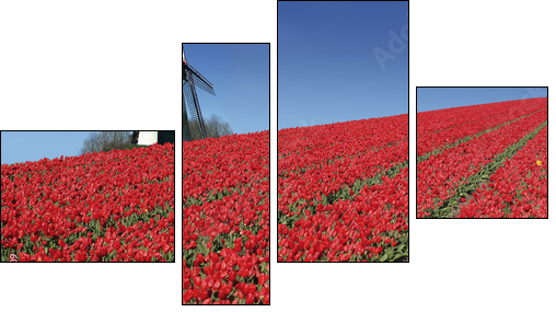 dutch mill and red tulips - Vierteiliges Leinwandbild, Viertychon