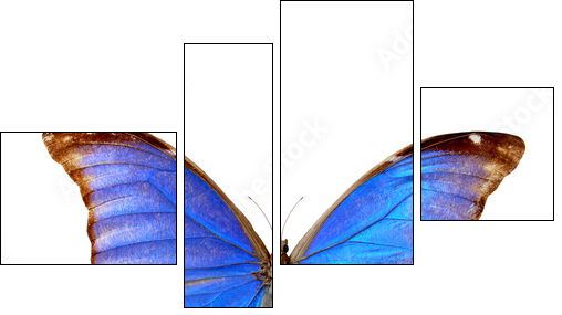 Blue morpho - Vierteiliges Leinwandbild, Viertychon