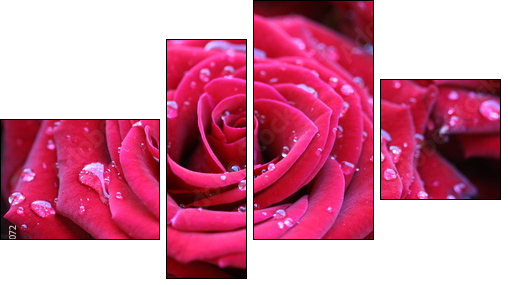 Red rose with dew - Vierteiliges Leinwandbild, Viertychon