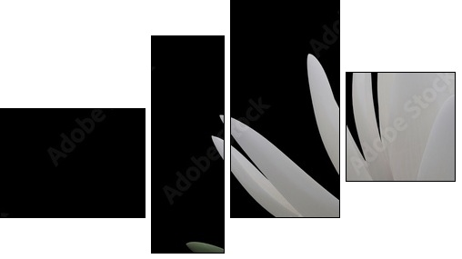 3d lotus - Vierteiliges Leinwandbild, Viertychon