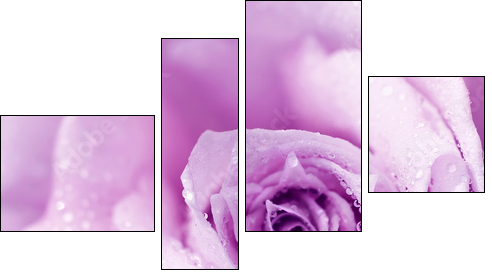 Purple wet rose background - Vierteiliges Leinwandbild, Viertychon
