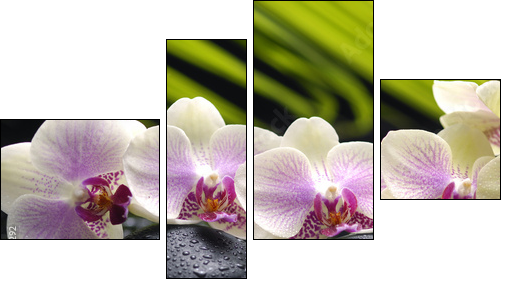 Set of branch orchid with stones- palm leaf background - Vierteiliges Leinwandbild, Viertychon