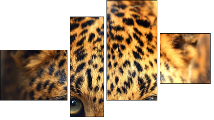 Leopard portrait - Vierteiliges Leinwandbild, Viertychon