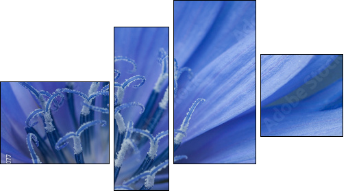 cornflower - Vierteiliges Leinwandbild, Viertychon
