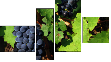 Italian vineyard - Vierteiliges Leinwandbild, Viertychon