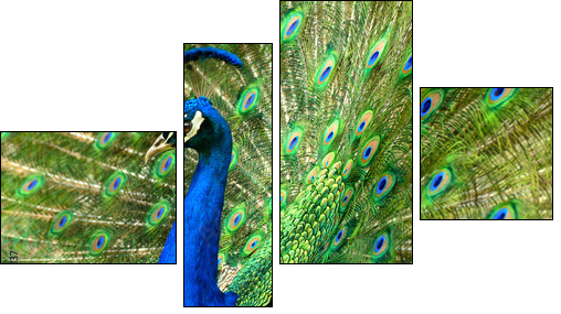 MajestÃ¤tischer Pfau - Vierteiliges Leinwandbild, Viertychon