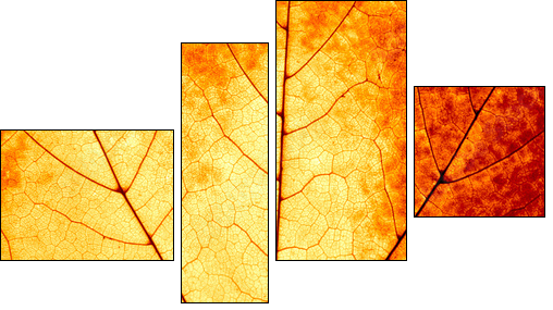 Autumnal background - macro of a colorful maple leaf - Vierteiliges Leinwandbild, Viertychon