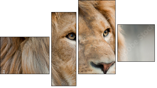 lion - Vierteiliges Leinwandbild, Viertychon