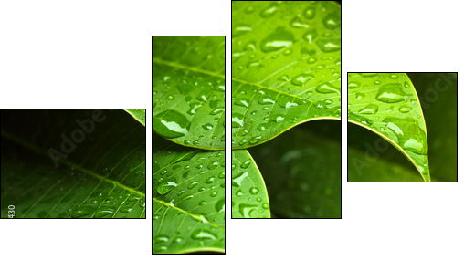 Green leaf - Vierteiliges Leinwandbild, Viertychon