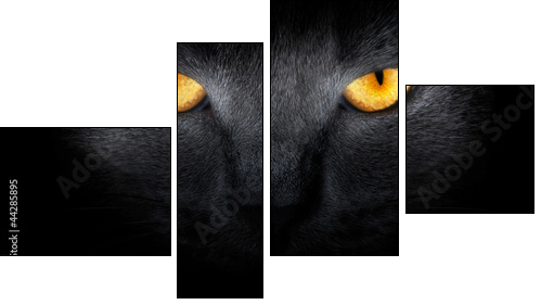 View from the darkness. muzzle a cat on a black background. - Vierteiliges Leinwandbild, Viertychon