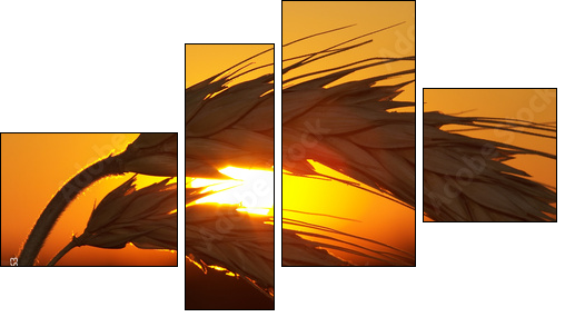 Wheat - Vierteiliges Leinwandbild, Viertychon