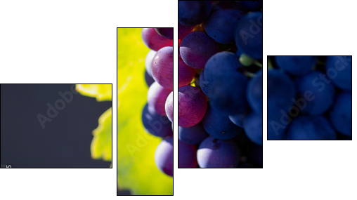 glowing dark wine grapes - Vierteiliges Leinwandbild, Viertychon