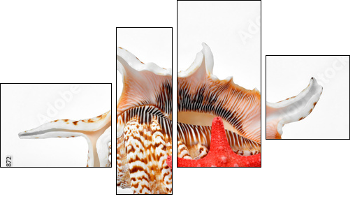 tropical sea shells - Vierteiliges Leinwandbild, Viertychon