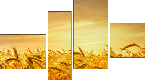 A field of wheat in the golden light of sunset. - Vierteiliges Leinwandbild, Viertychon