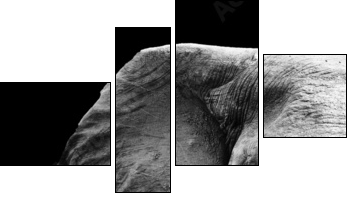 Elephant Close Up - Vierteiliges Leinwandbild, Viertychon