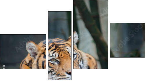Endangered Sumatran Tiger - Vierteiliges Leinwandbild, Viertychon