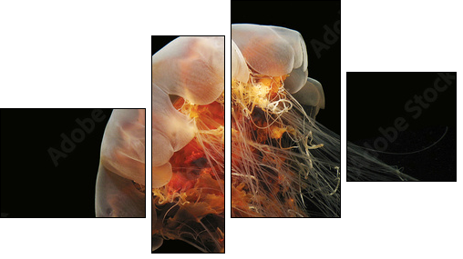 Lion's Mane Jelly - Vierteiliges Leinwandbild, Viertychon