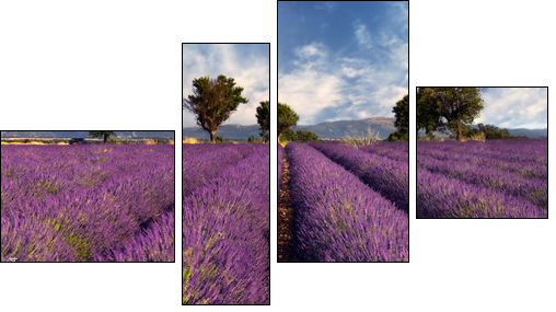 Lavender field in Provence, France - Vierteiliges Leinwandbild, Viertychon