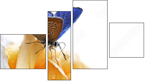 blue butterfly isolated on white background - Vierteiliges Leinwandbild, Viertychon
