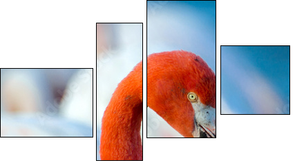 Pink flamingo on the lake - Vierteiliges Leinwandbild, Viertychon