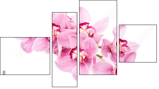 pink orchid flowers isolated - Vierteiliges Leinwandbild, Viertychon
